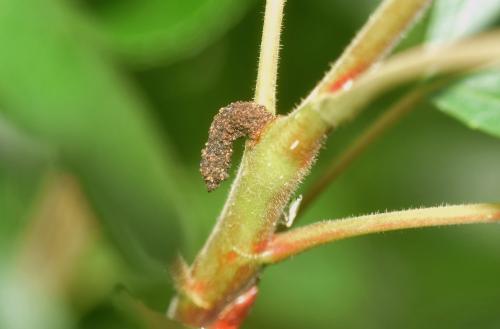Gypsonoma aceriana